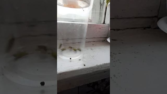 ЖУЖЖАНИЕ ЖУКОВ смотреть онлайн