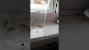 ЖУЖЖАНИЕ ЖУКОВ