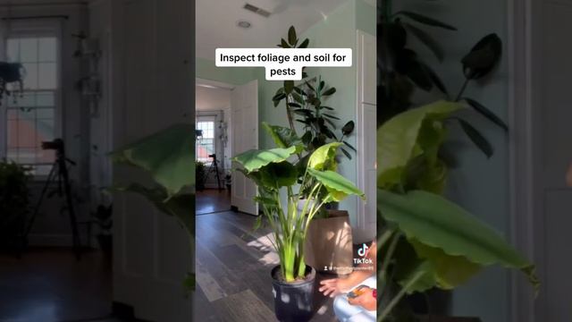 How to Rescue Clearance Plants | Elephant Ear Plant | Alocasia смотреть онлайн