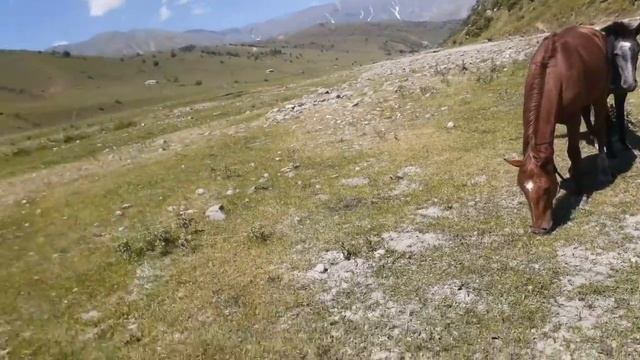 Best mountain Stallion Spring meets with mares,horse,Yegua y caballos,ghoda смотреть онлайн