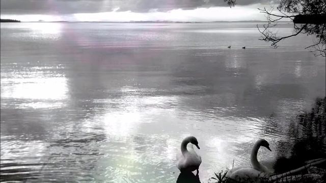 Dietrich Fischer-Dieskau: Schwanengesang By Schubert