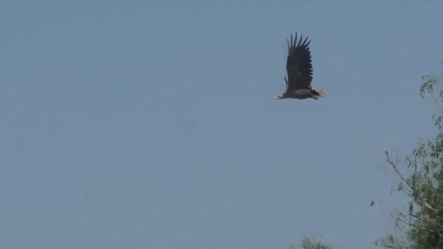 Дельта в июле Первые цветы лотоса смотреть онлайн