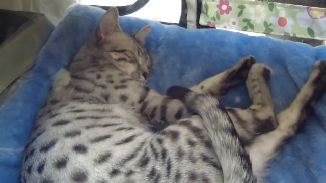 Египетская Мау. Egyptian Mau. смотреть онлайн