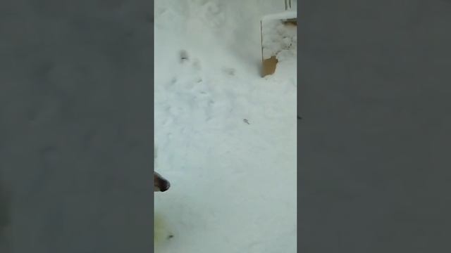 Щенок КОРОЛЕВСКОГО ПУДЕЛЯ :-) смотреть онлайн