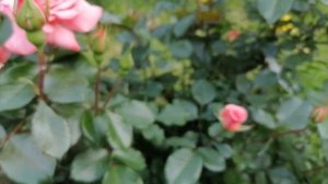 Роза парковая Амандин Шанель