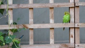 Музыка для попугаев: волнистых, корелл, жако, какаду, ожереловых, неразлучников, квакеров, амазонов