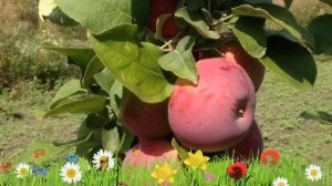 Яблоня обыкновенная Лобо ? Обзор: посадка и уход. саженцы, крупномеры яблони: описание и особенност