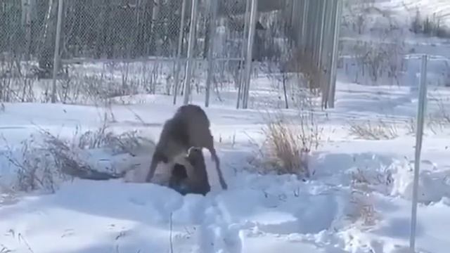 Канадская рысь — опытный следопыт и бесстрашный хищник. Не боится пуму и нападает на оленей! смотреть онлайн