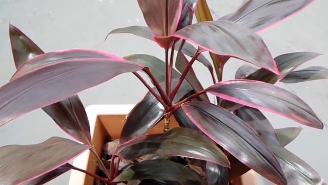 Dracena Vermelha - Vaso cultivado em espaço externo смотреть онлайн
