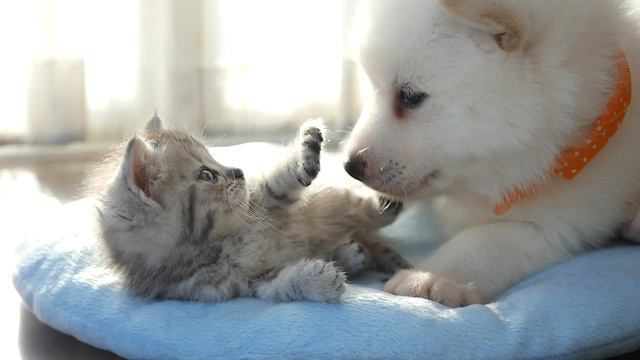 Игривые щенки и смешные котята - милые котята и смешные щенки😂🐈 смотреть онлайн
