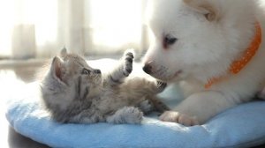 Игривые щенки и смешные котята - милые котята и смешные щенки😂🐈