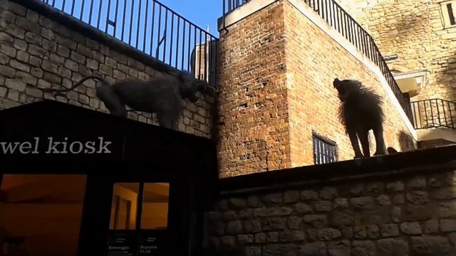 Лондон 2013. День 2 Часть 2. Обзорная по Лондону и Лондонский Тауэр смотреть онлайн