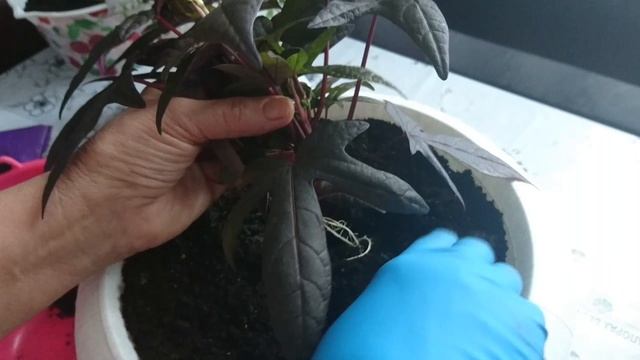 Ипомея Батат. Черенкование  размножение и посадка