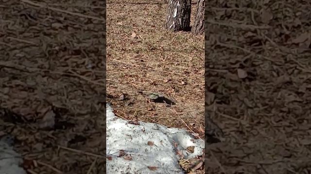Скворцы летят на Родину, скворцы... (с) смотреть онлайн