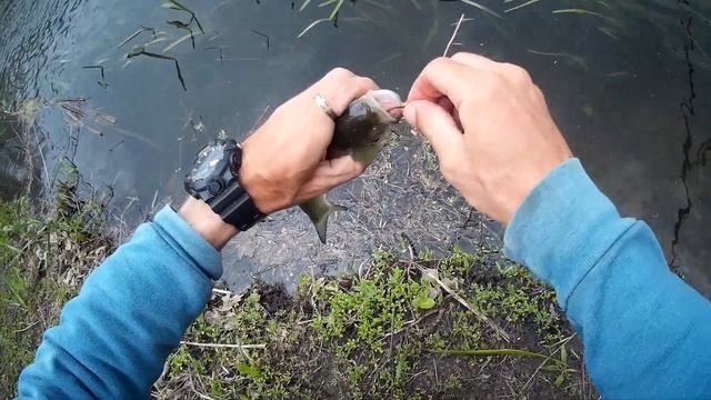 Как и на что ловить Голавля весной. КАК ЛЕГКО ПОЙМАТЬ ГОЛАВЛЯ ВЕСНОЙ.