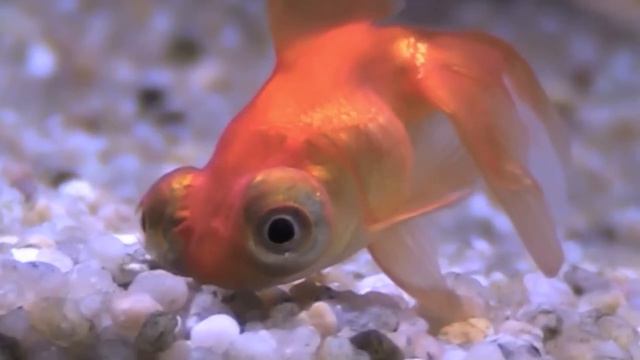 Telescope Fish @ Dobbies Garden Centre смотреть онлайн