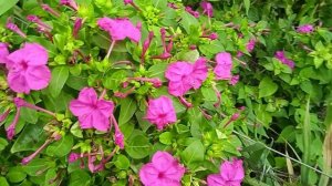 Мирабилис, ночная красавица, зорька-это всë один и тот-же цветок, простой и благодарный!