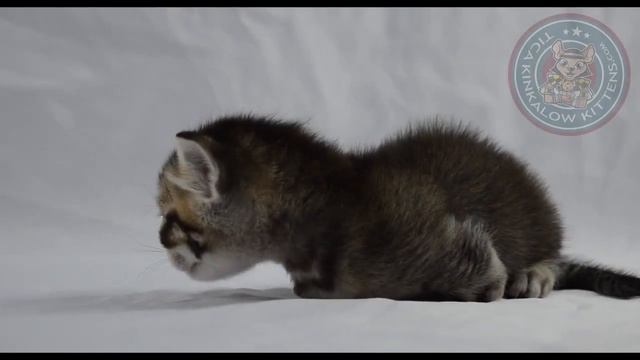 Genetta Boy Mink Video Clip смотреть онлайн