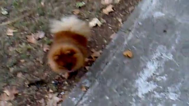 хаммер гоняет перлиту около дома