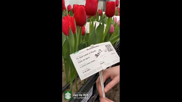 Выгонка тюльпанов Plastic и Zeeland. Обзор ранних тюльпанов в тестовой теплице 17 декабря 2021 г. смотреть онлайн