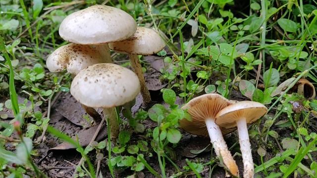 Pholiota gummosa - scheda di identificazione funghi смотреть онлайн