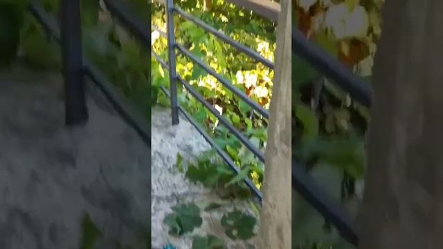 Варим ограждения в доме. #shorts #short #welding #сварка #грузия смотреть онлайн