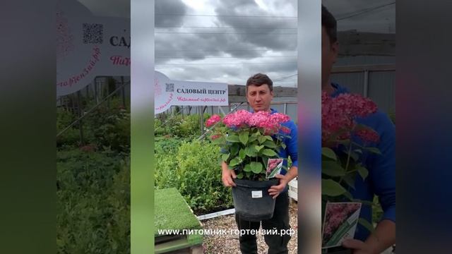 Крупномеры гортензий от Питомник-Гортензий.рф смотреть онлайн