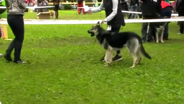 Янтарная Фея смотреть онлайн