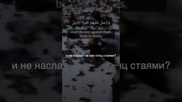 Сура Аль-Филь #красивоечтениекорана