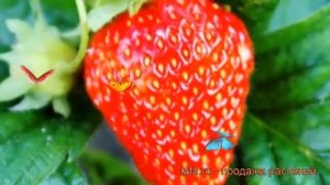Земляника садовая Золушка (zolushka) ? обзор: как сажать, рассада земляники Золушка