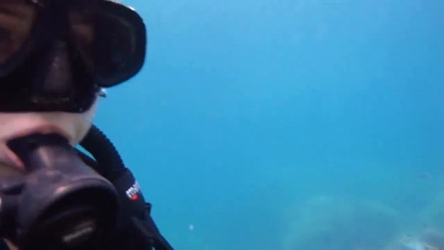 Fish Identification Рыбы Сиамского залива Рыба-солдат смотреть онлайн
