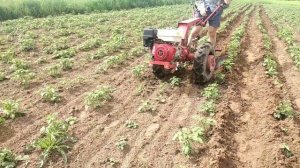✅Окучивание мотоблоком мтз беларус 09Н двухрядным окучником