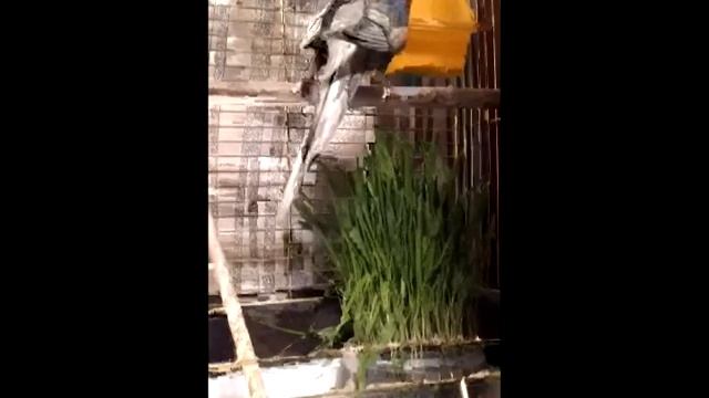 Свежая трава для животных смотреть онлайн