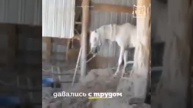 Коня держали в заточении 10 лет смотреть онлайн