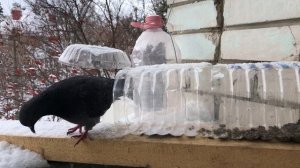 Ловушка из двух пластиковых бутылок