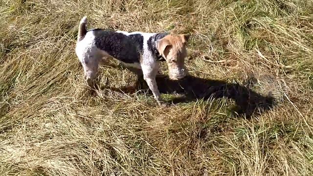 Осенние КЛЕЩИ проверка средств от клещей полевые испытания РУССКИЙ МАТ ОСТОРОЖНО часть 2 смотреть онлайн