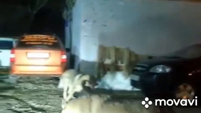 ВНИМАНИЕ!! Волки НАПАДАЮТ НА ЛЮДЕЙ смотреть онлайн