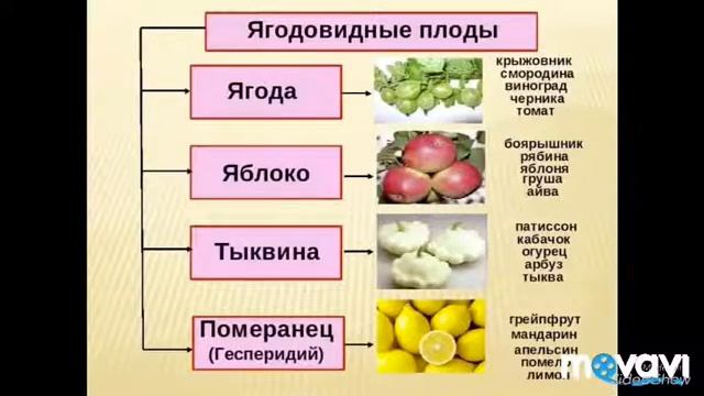 Плоды. Биология в стихах. 6 класс. смотреть онлайн