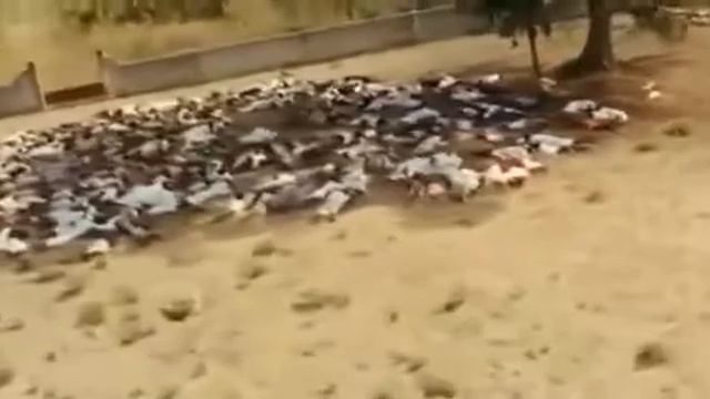 Геноцид мусульман в Мьянме(Бирма) смотреть онлайн