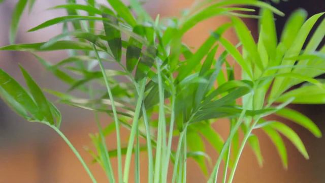 Левитирующее растение смотреть онлайн