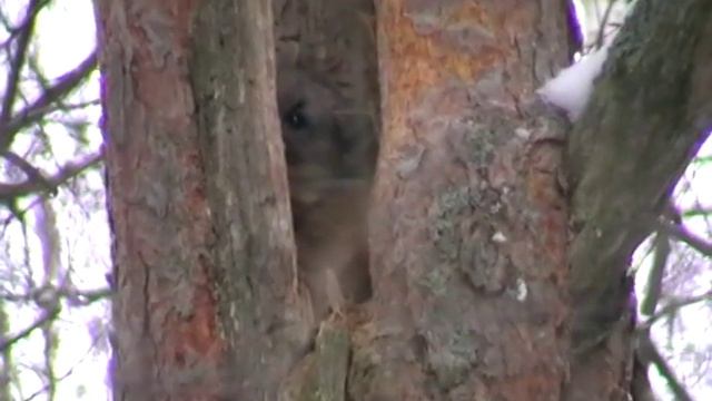 Осень "часть 1" охота на белку и куницу смотреть онлайн