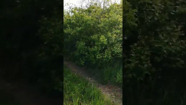 Шампиньоны в мае. Первый сбор. смотреть онлайн