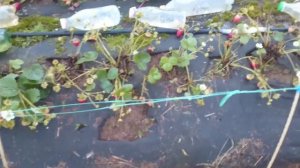 Клубника Альбион — отличный сорт для заработка! Все секреты сорта Альбион!