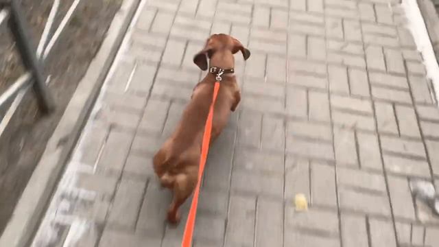 Влог СОБИРАЮСЬ НА ДЕНЬ рождения ЧТО ОДЕТЬ? ??♀️ смотреть онлайн