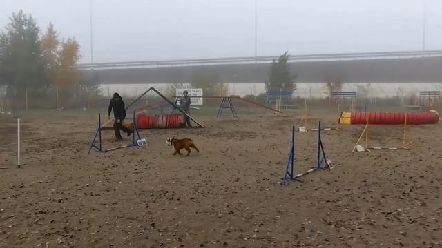 Бусичка чемпион. Соревнования по аджилити. смотреть онлайн