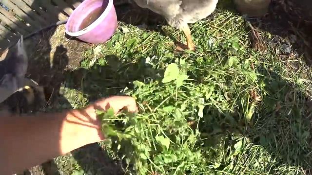 ВОЛЬЕР ДЛЯ ГУСЕЙ СВОИМИ РУКАМИ смотреть онлайн