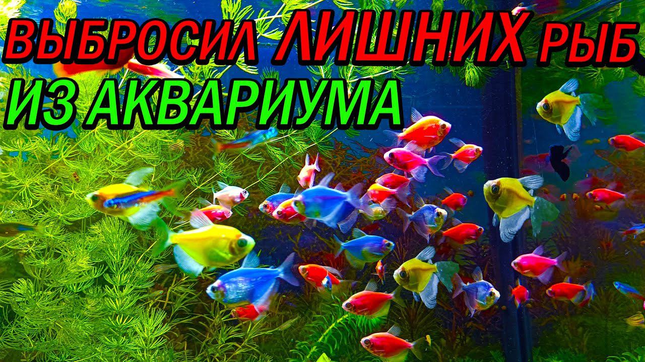 Выбросил лишних рыбок из аквариумов смотреть онлайн