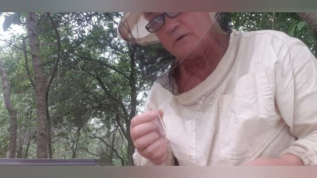 Нужен ли живот пчеловоду? Маточное молочко. Обзор. смотреть онлайн