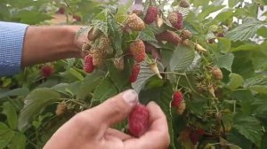 Обзор сорта летней малины Бенефис