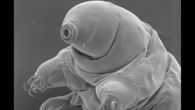 ТИХОХОДКА – САМОЕ ЖИВУЧЕЕ СУЩЕСТВО НА ПЛАНЕТЕ. смотреть онлайн